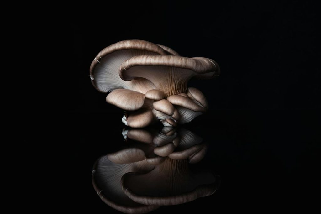 Black Oyster Mushroom