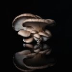 Black Oyster Mushroom