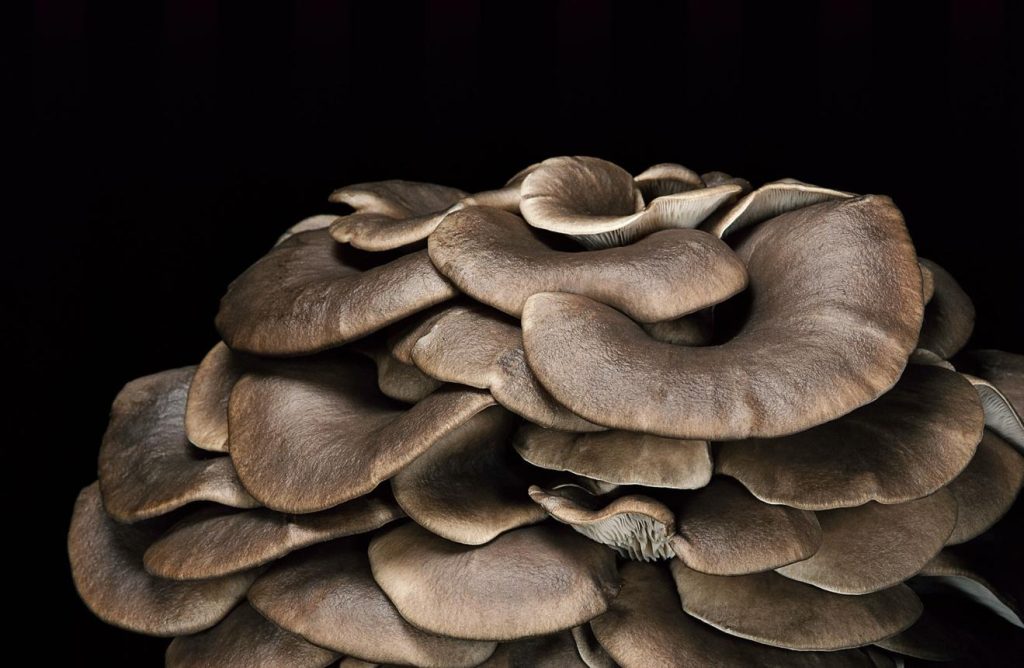 Black Oyster Mushroom