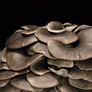 Black Oyster Mushroom