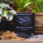 Blue Oyster Mushroom Growing Kit