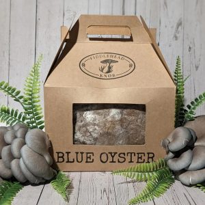 Blue Oyster Mushroom Growing Kit