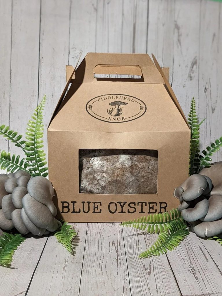 Blue Oyster Mushroom Growing Kit