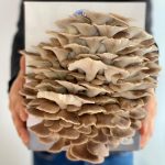 Phoenix Oyster Mushroom Kit