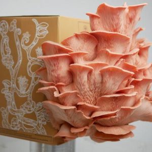 Pink Oyster Mushroom