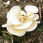 Pearl Oyster