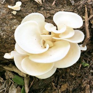 Pearl Oyster